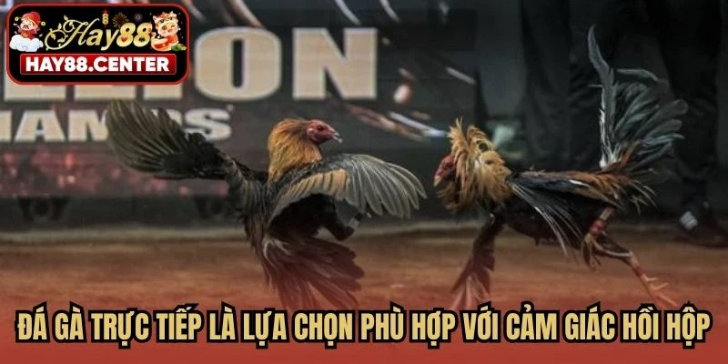 Đá gà trực tiếp là lựa chọn phù hợp với những ai yêu thích cảm giác hồi hộp
